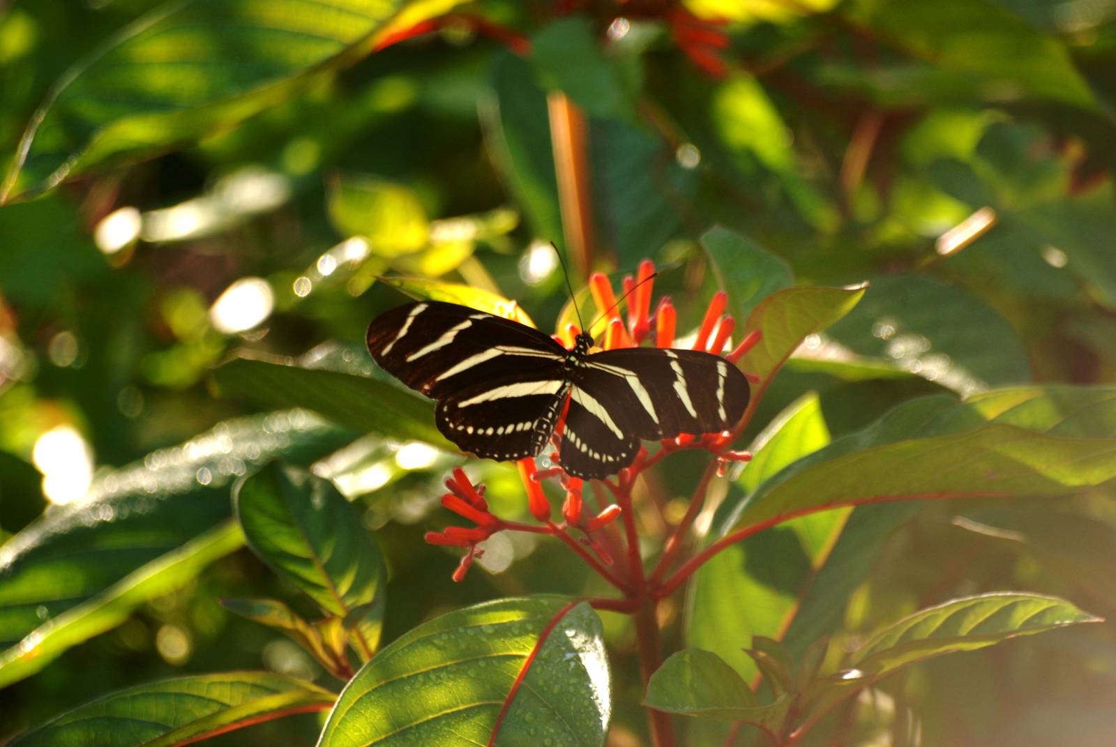 Zebra Longwing, Western Everglades/Big Cypress, October 2013