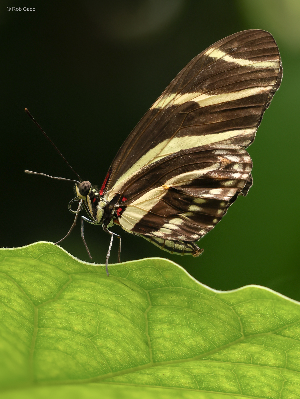 Zebra longwing : Whipsnade Zoo : 14 Jul 2024