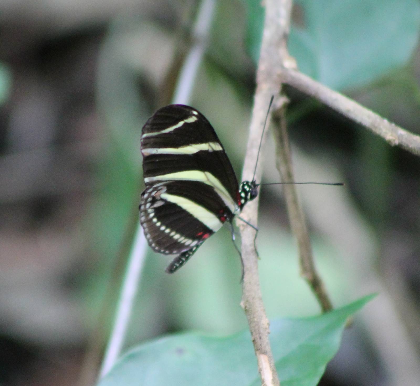 Zebra Longwing