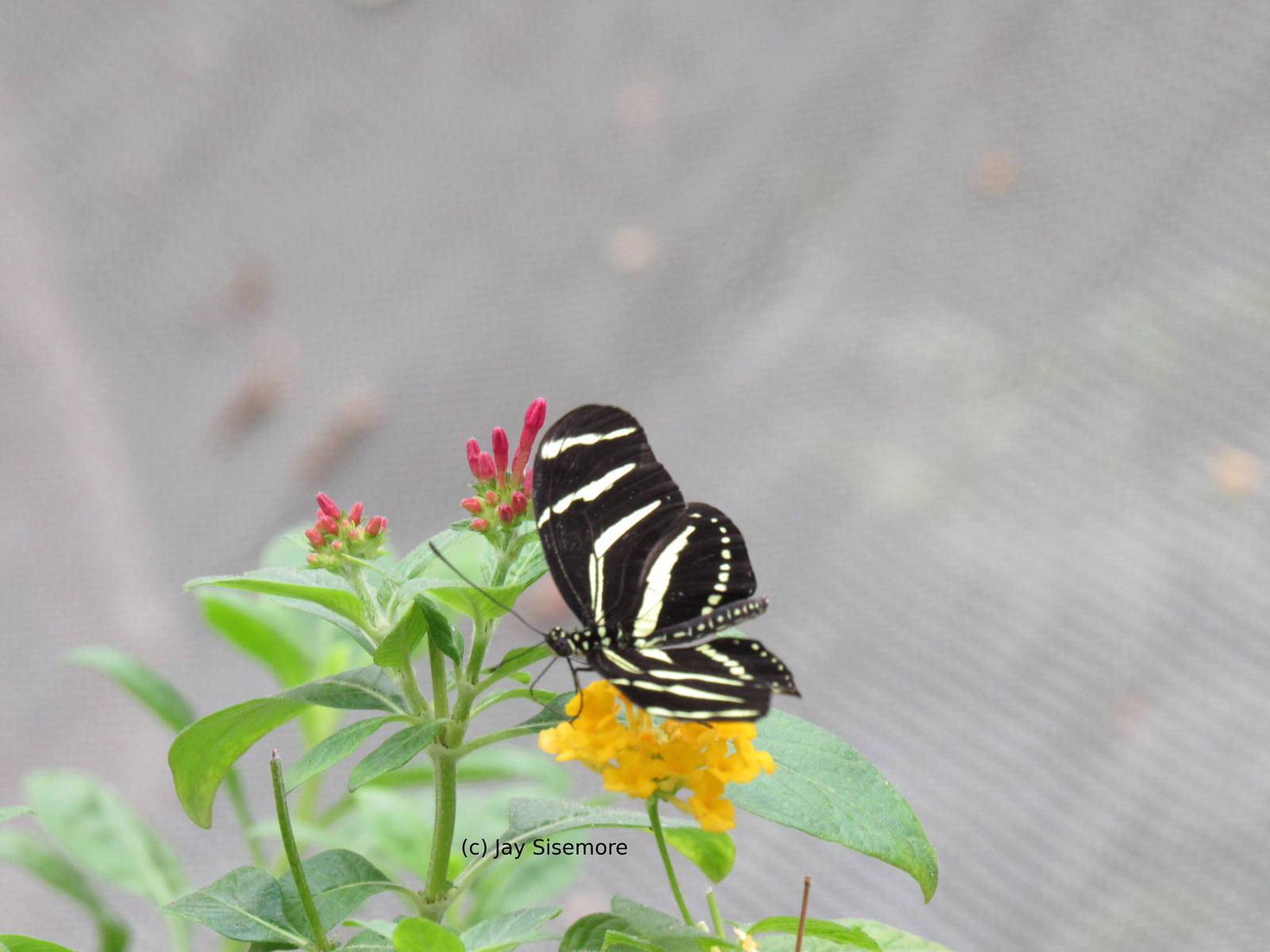 Zebra Longwing