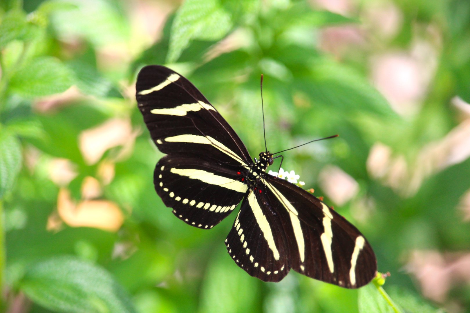 Zebra Longwing