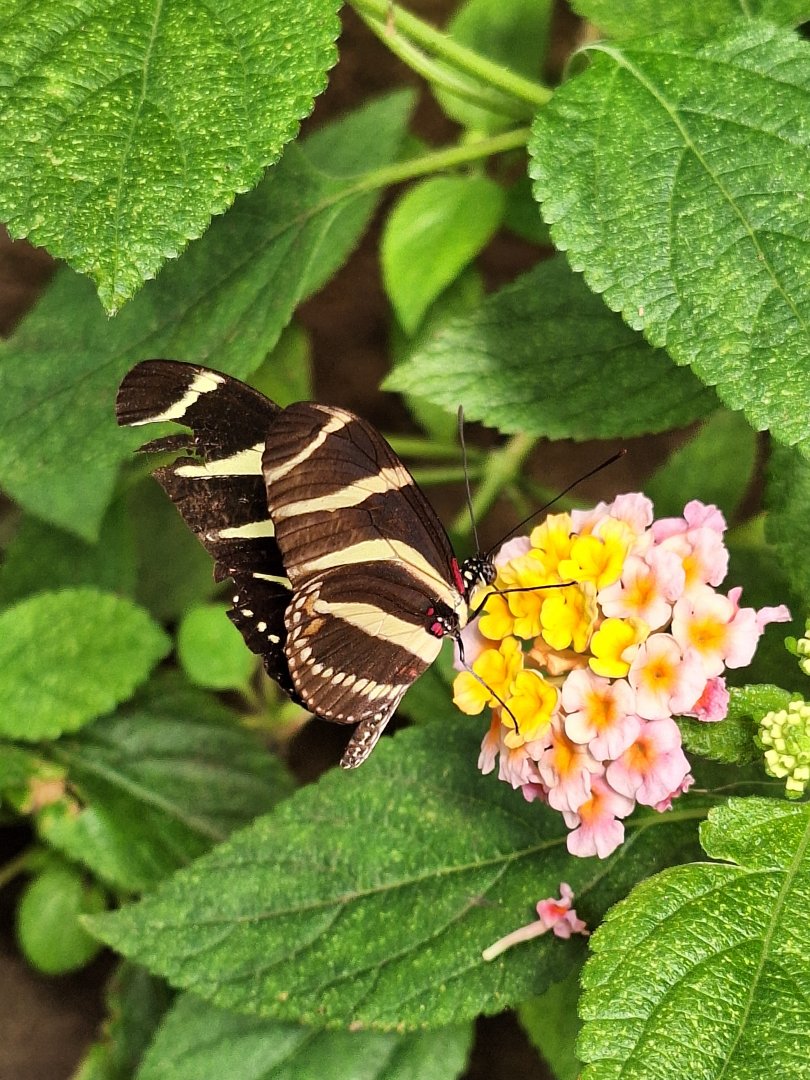 Zebra Longwing