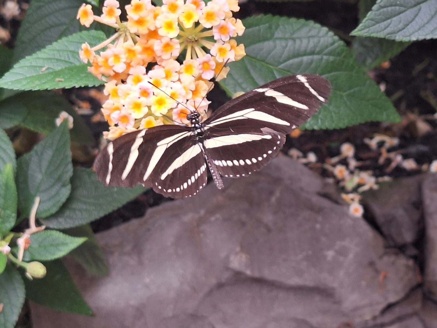 Zebra Longwing