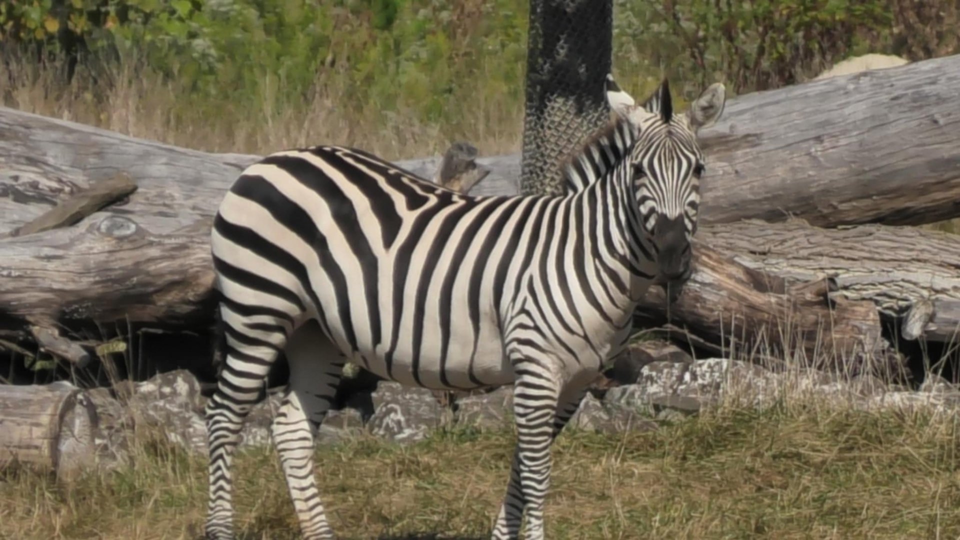 Zebra looks around