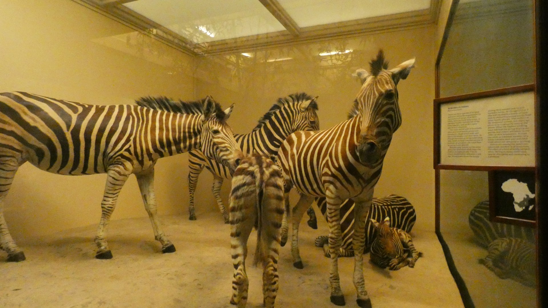 Zebra, Mammals of Africa - Feb. 2022