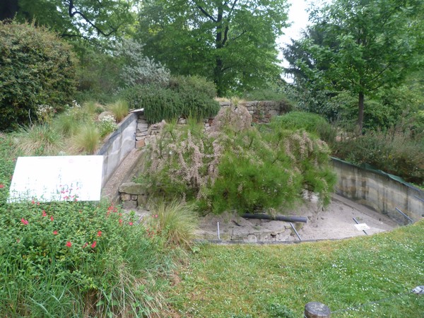 Zebra Mangoose enclosure