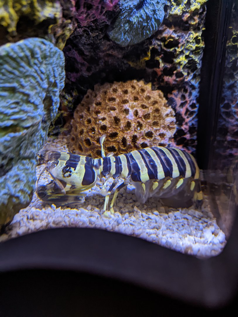 Zebra Mantis Shrimp at the Greensboro Science Center