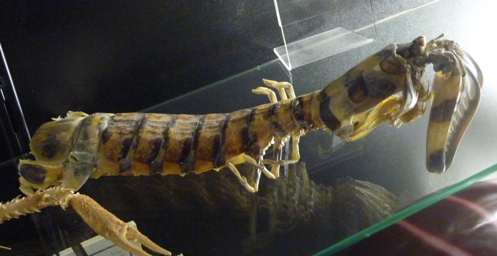 Zebra mantis shrimp (Lysiosquillina maculata)