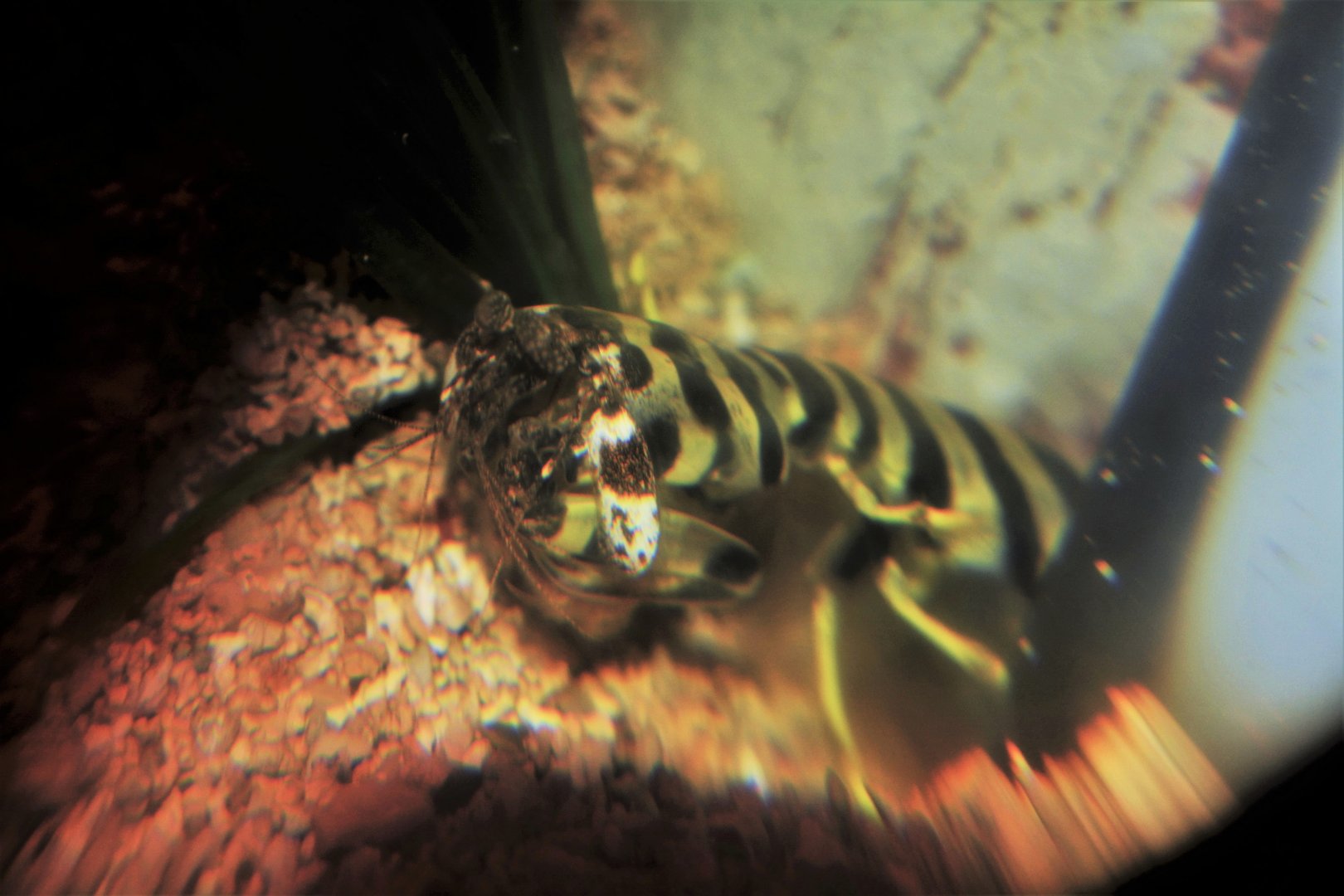 Zebra mantis shrimp (Lysiosquillina maculata)