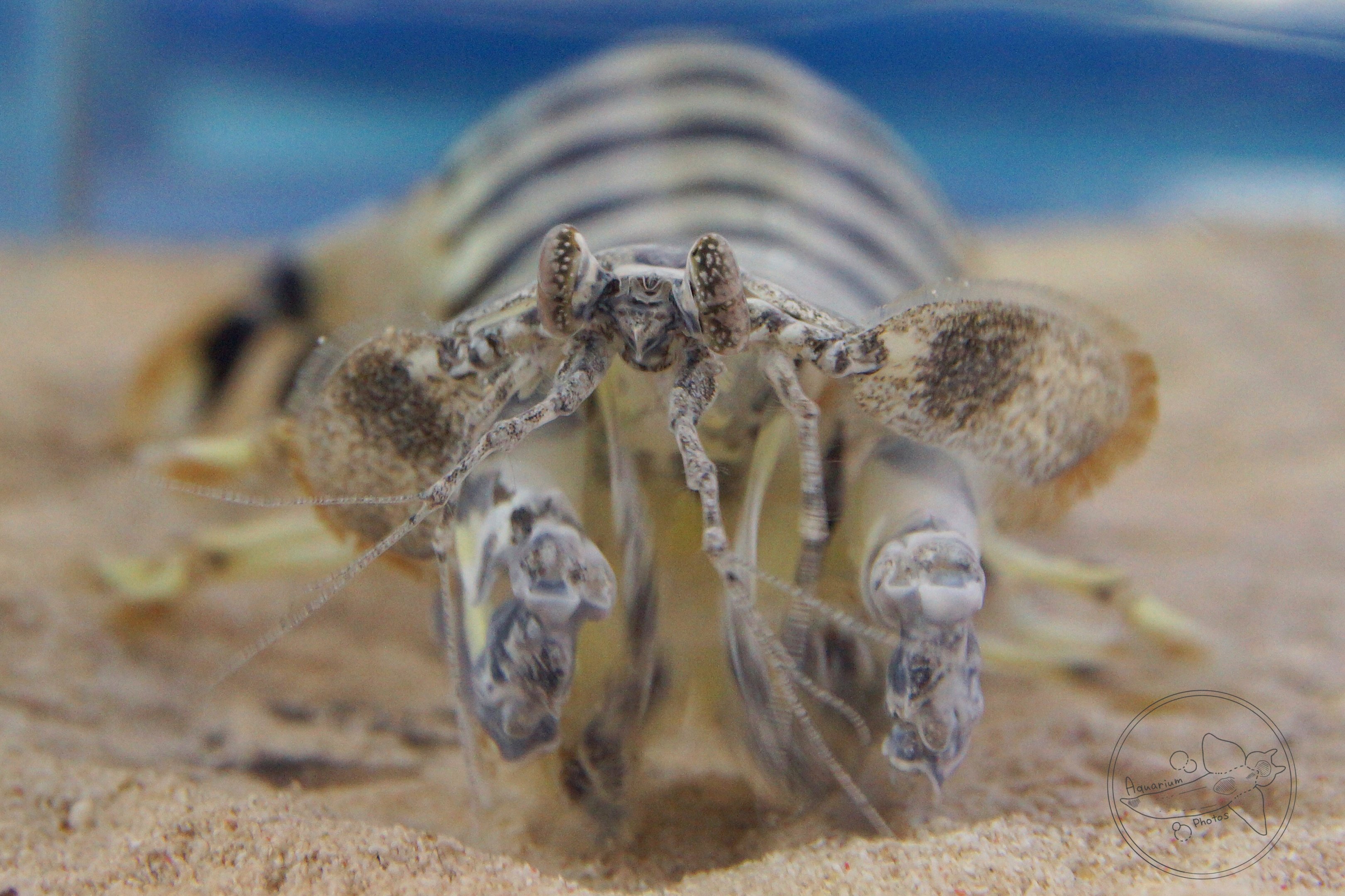 Zebra Mantis Shrimp (Lysiosquillina maculata)