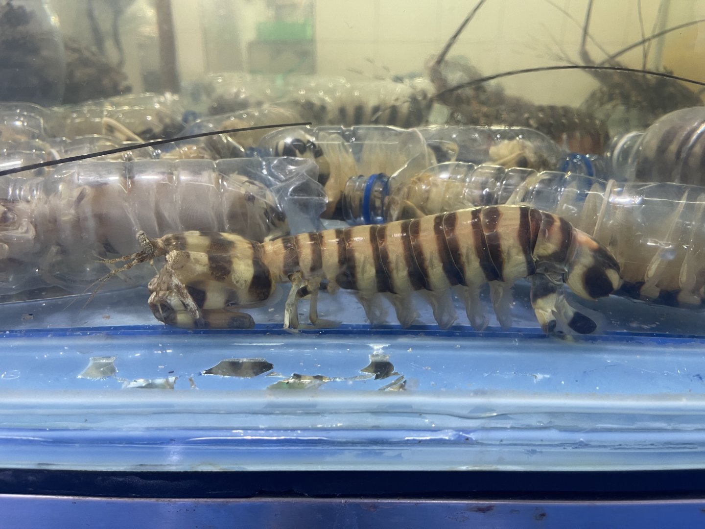 zebra mantis shrimp (lysiosquillina maculata)