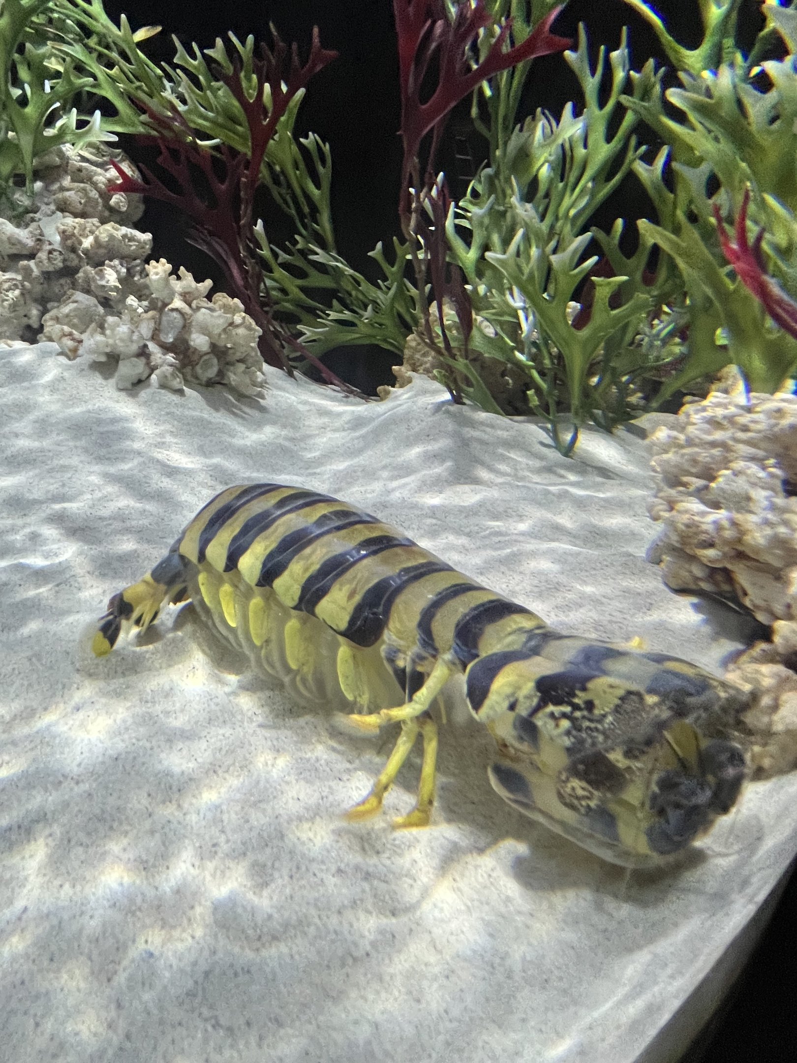 Zebra Mantis Shrimp
