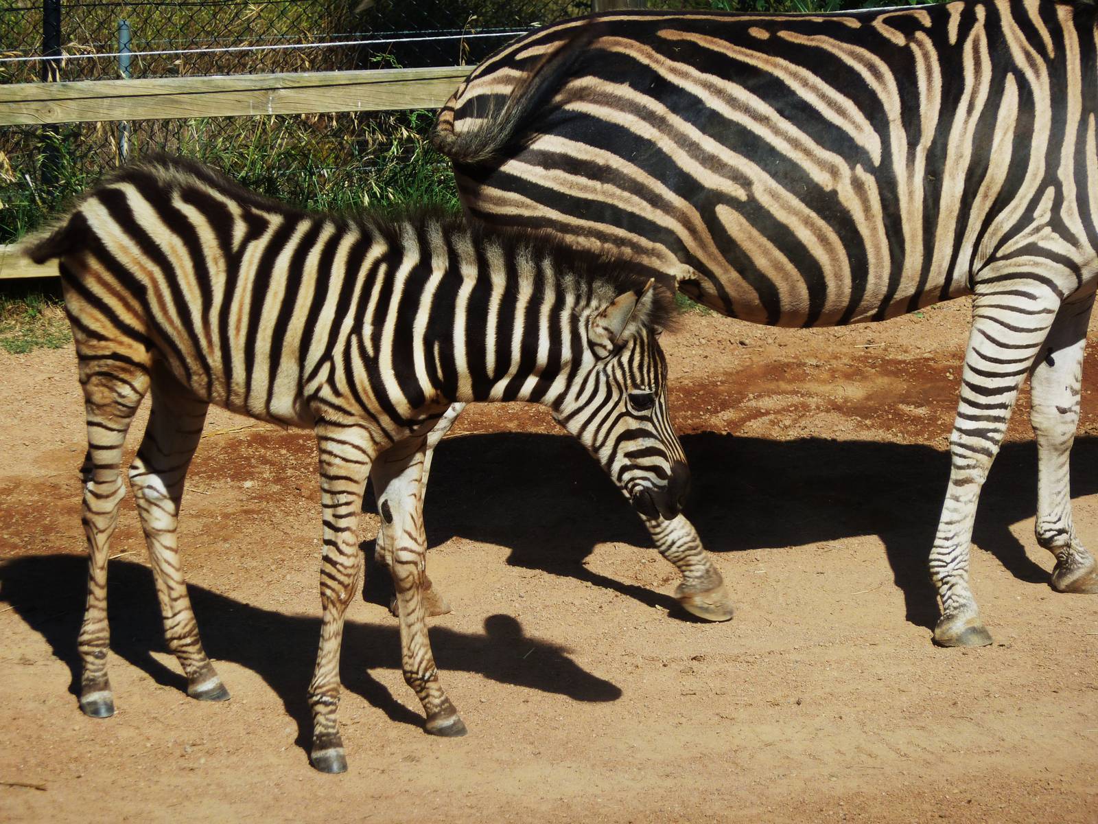 Zebra Mare and Foal - January 2011