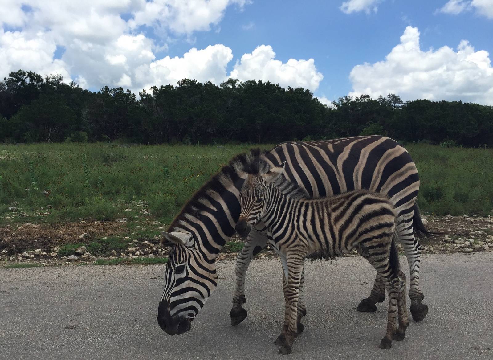 Zebra mare with newborn Foal.