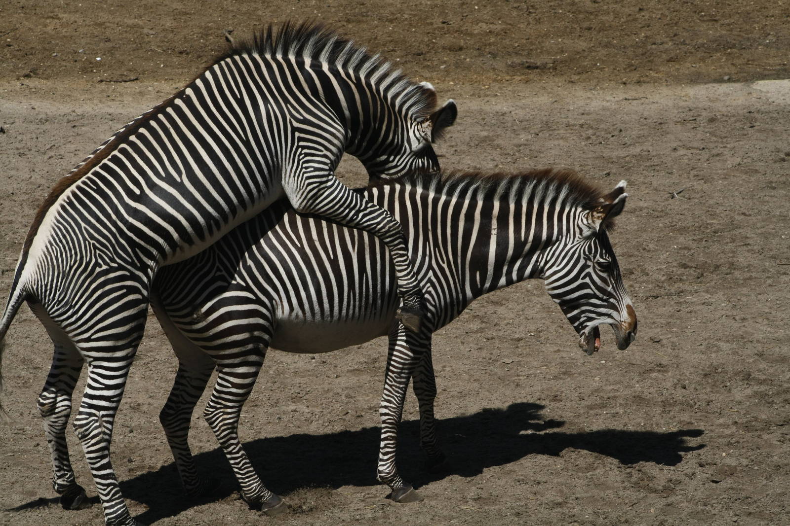 Zebra Mating July 2015