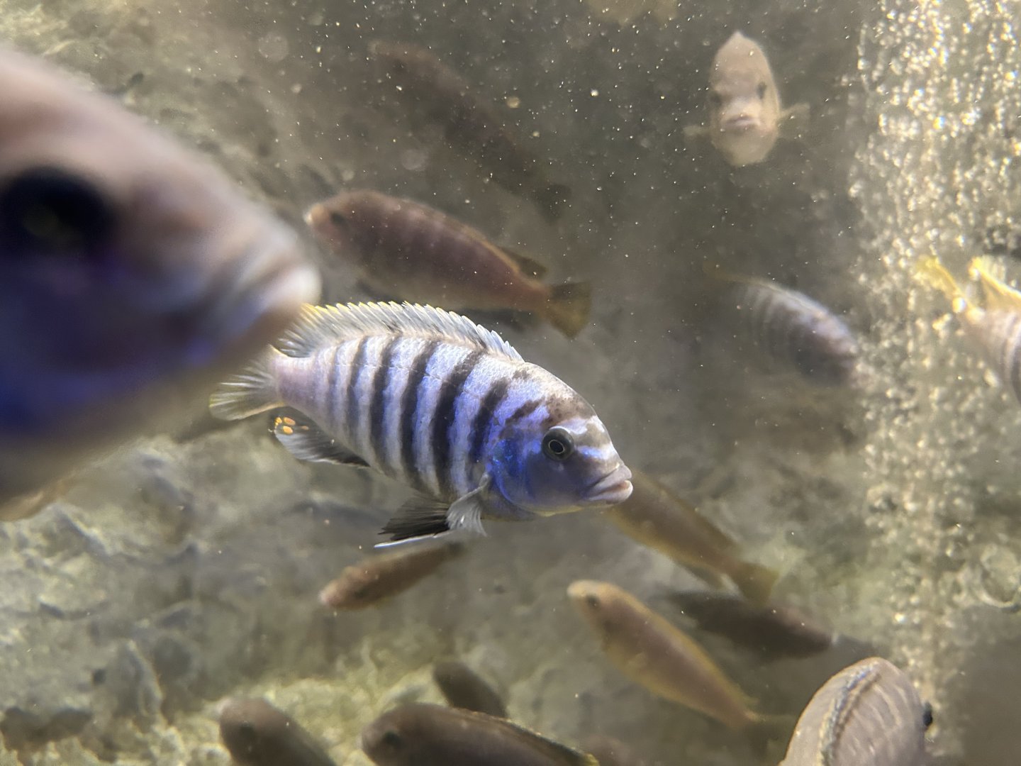 Zebra Mbuna (Maylandia zebra)