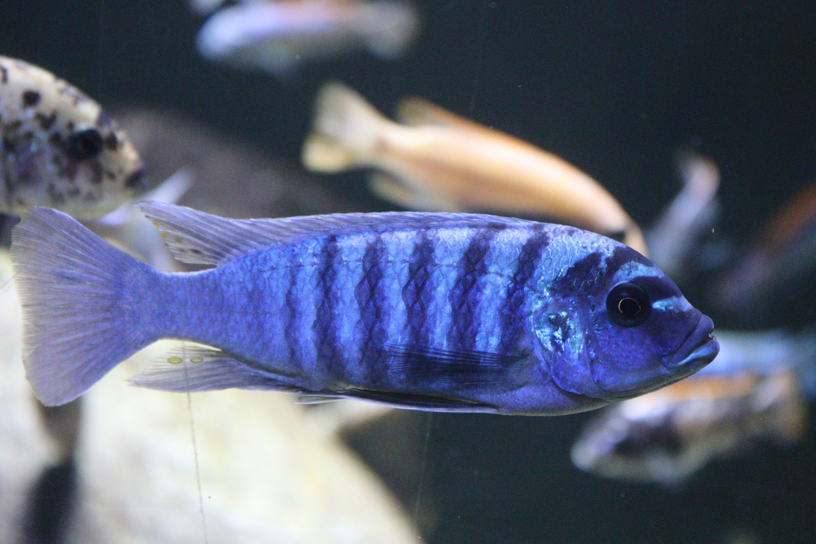 Zebra Mbuna