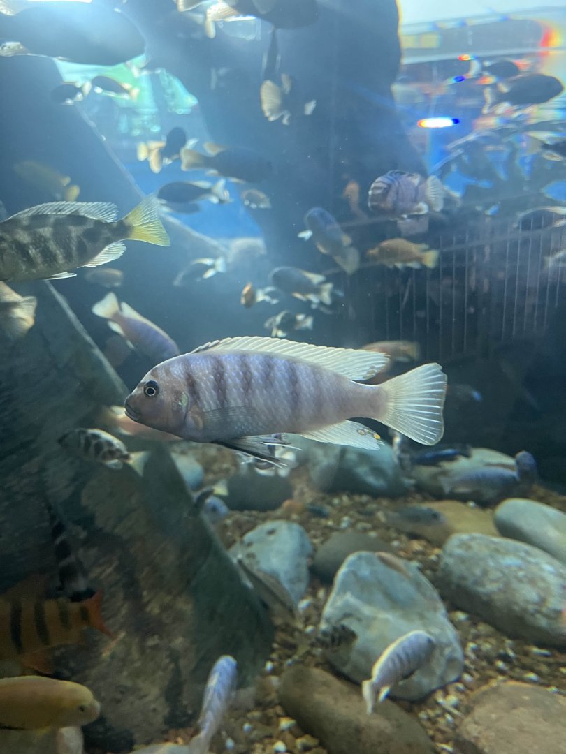 Zebra mbuna