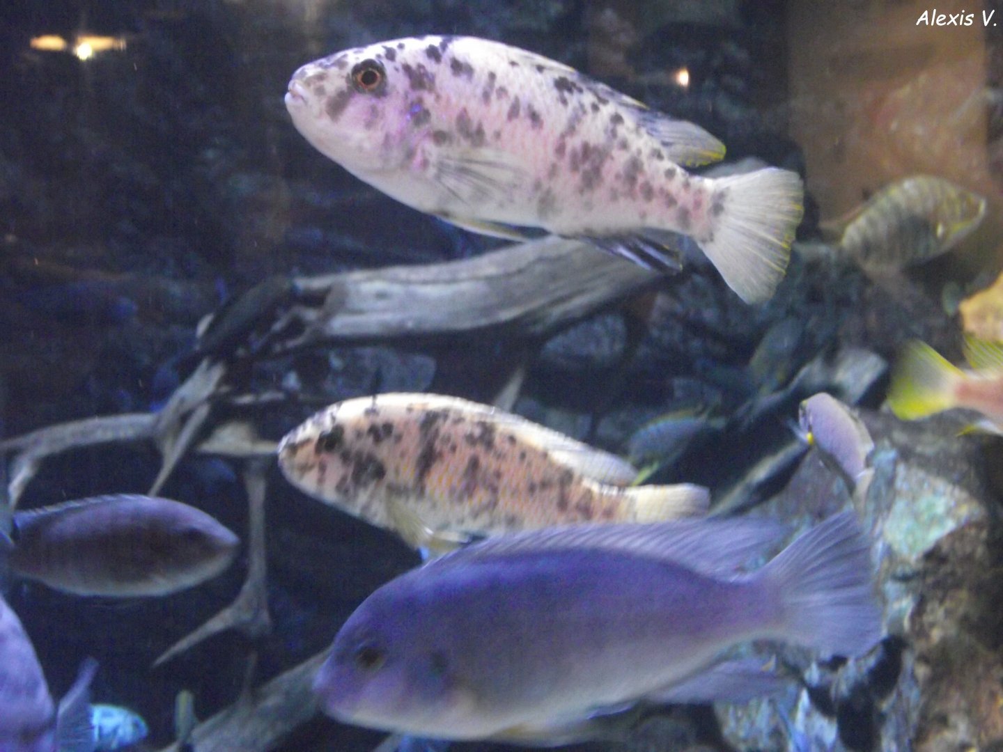 Zebra Mbunas - Zooparc de Beauval - 13/10/2024