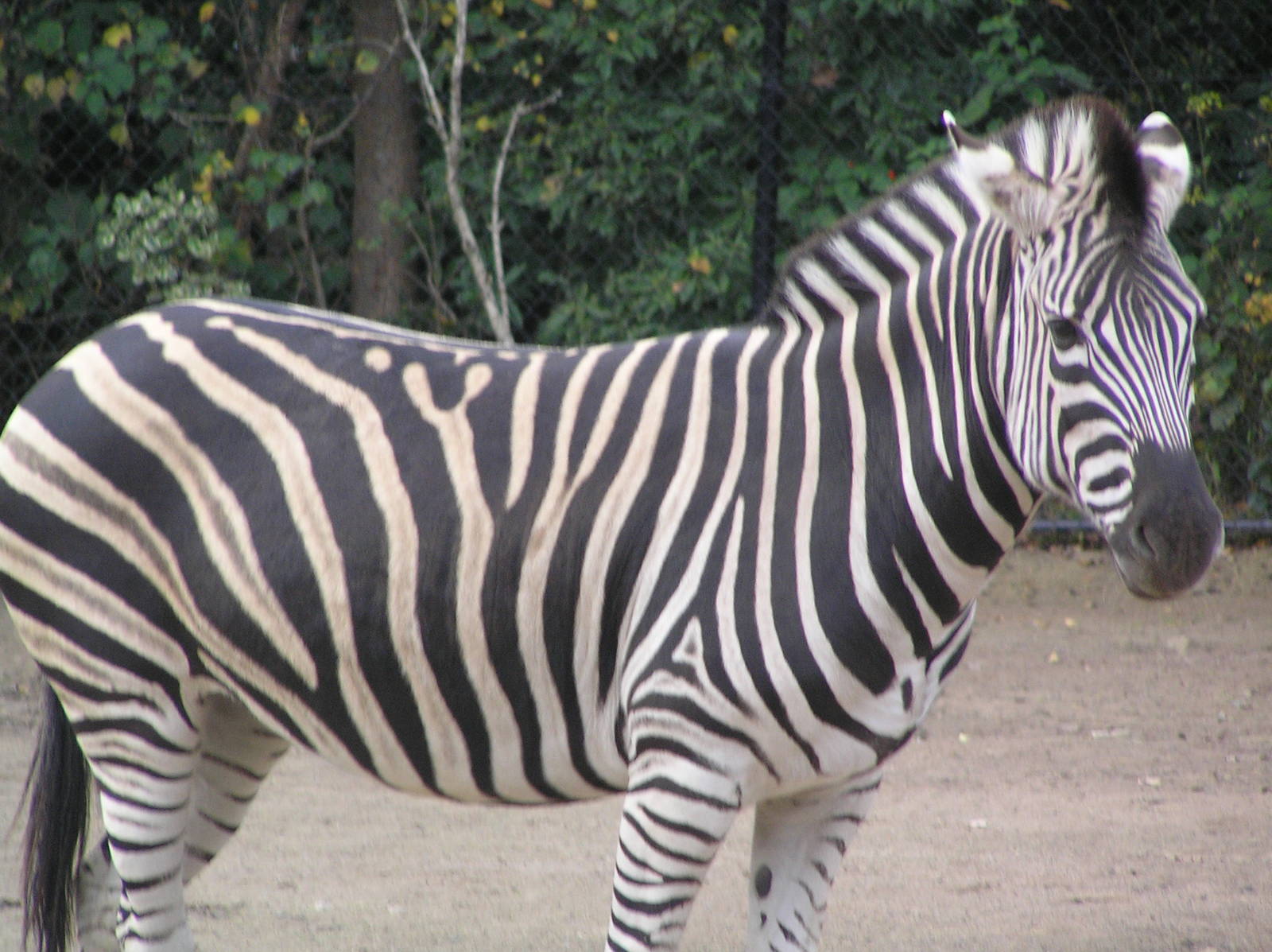 Zebra - Melbourne zoo 05