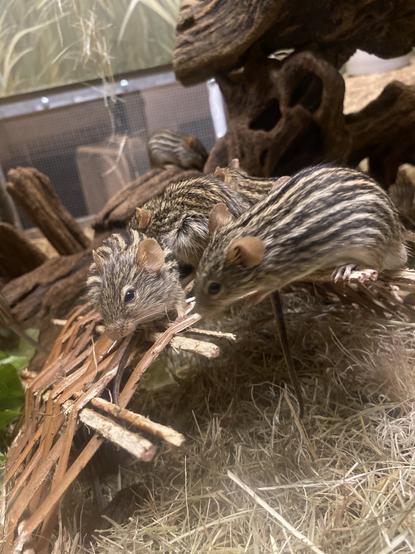 Zebra Mice - Bronx Zoo
