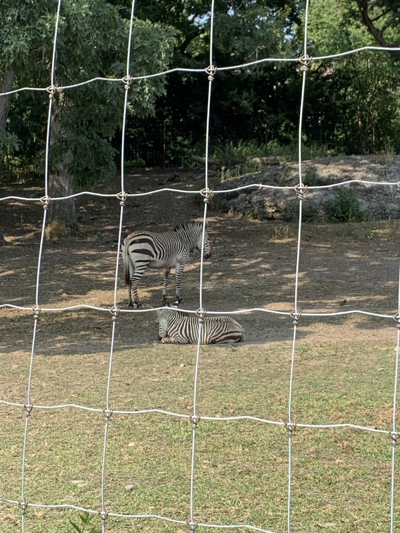Zebra mom and baby