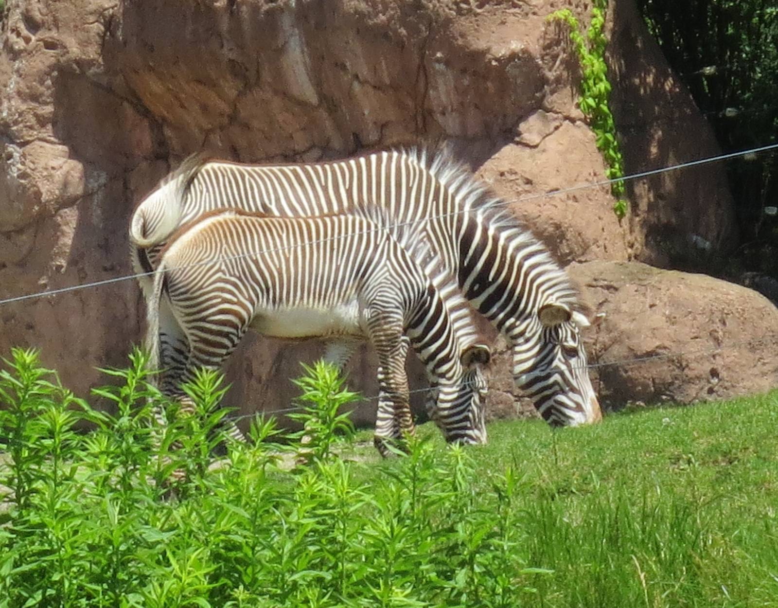 Zebra mom and foal