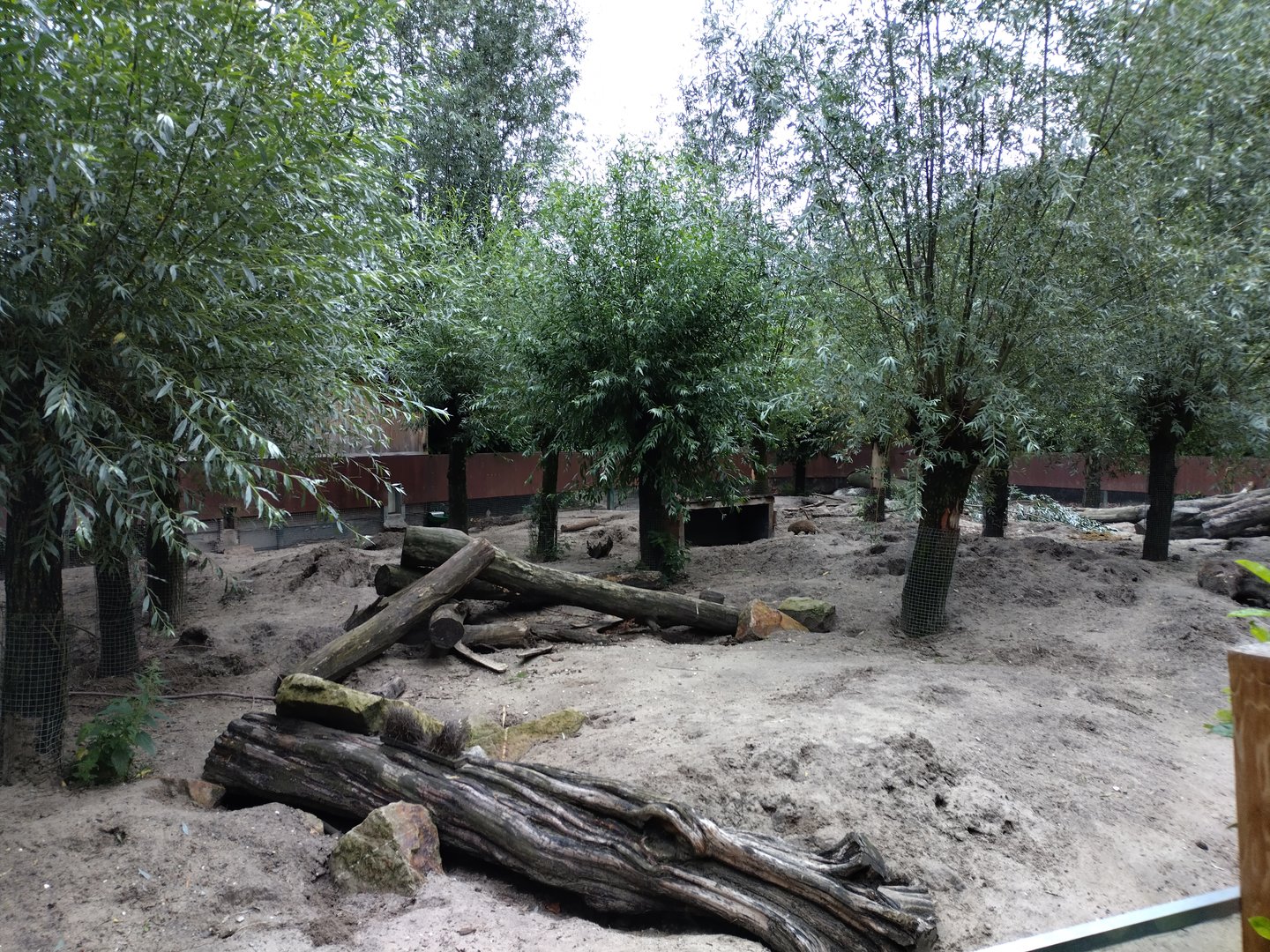 Zebra mongoose and porcupine enclosure