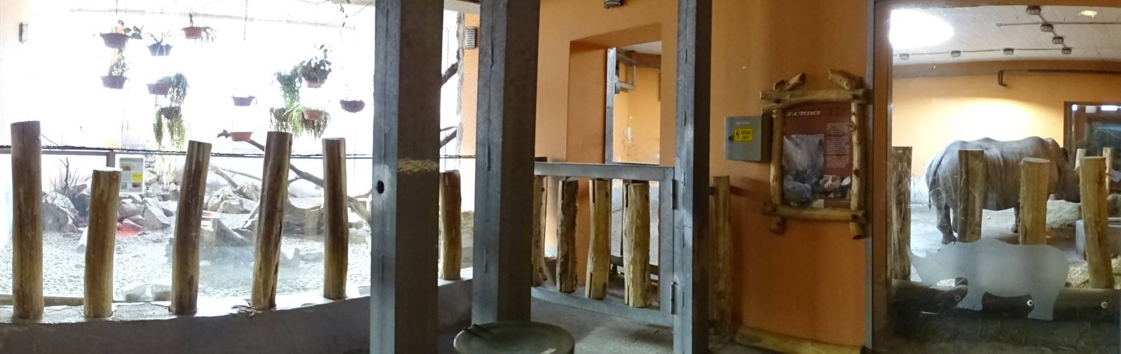 Zebra mongoose and rhino indoors