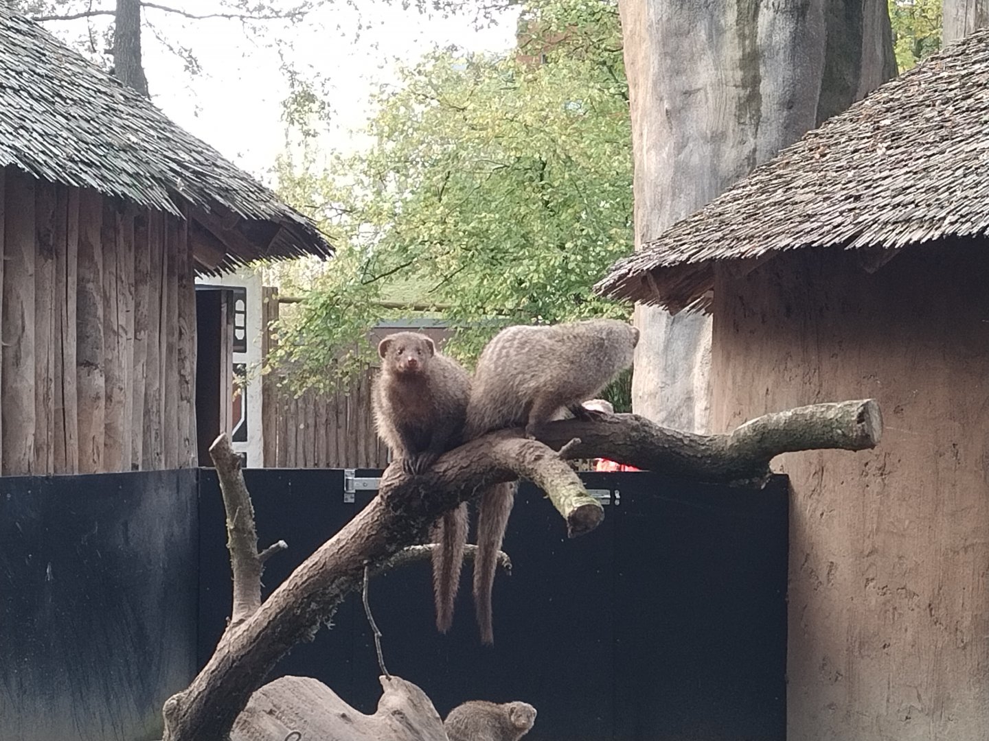 Zebra mongoose at ouwehands