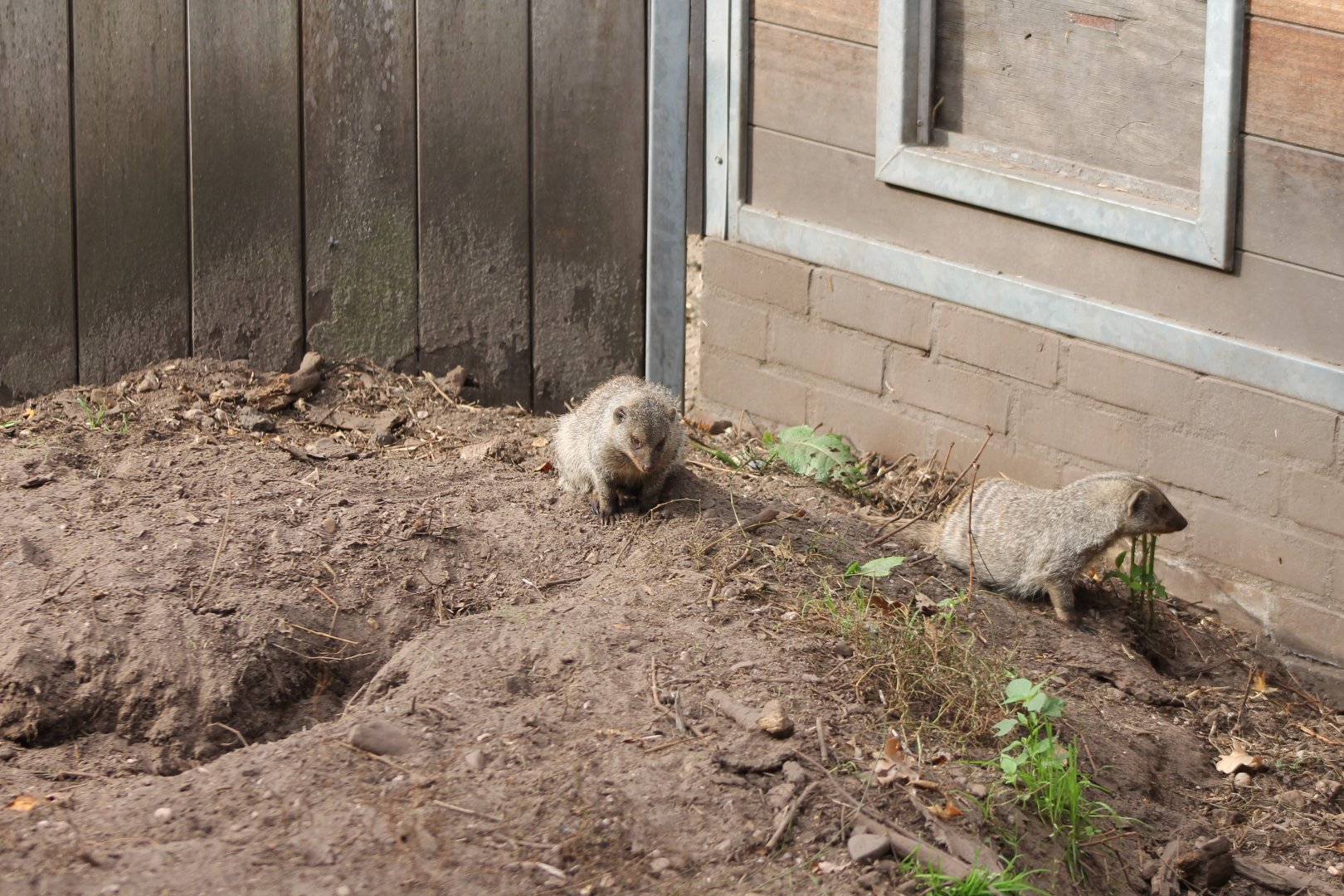 Zebra mongoose enclosure