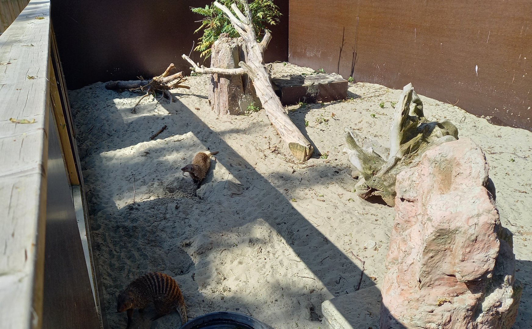 Zebra mongoose-enclosure