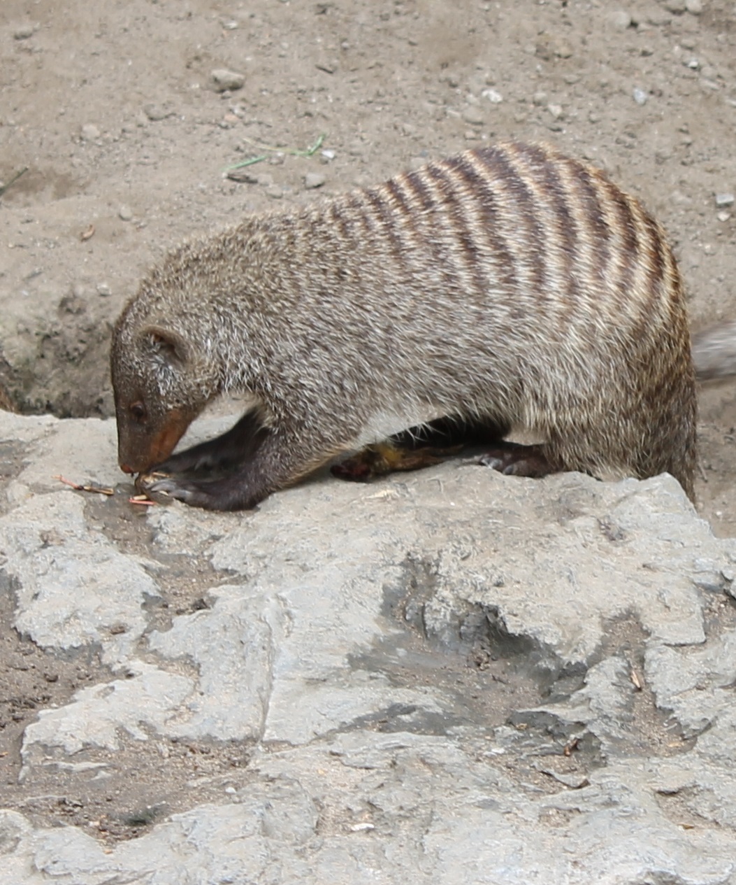 Zebra mongoose