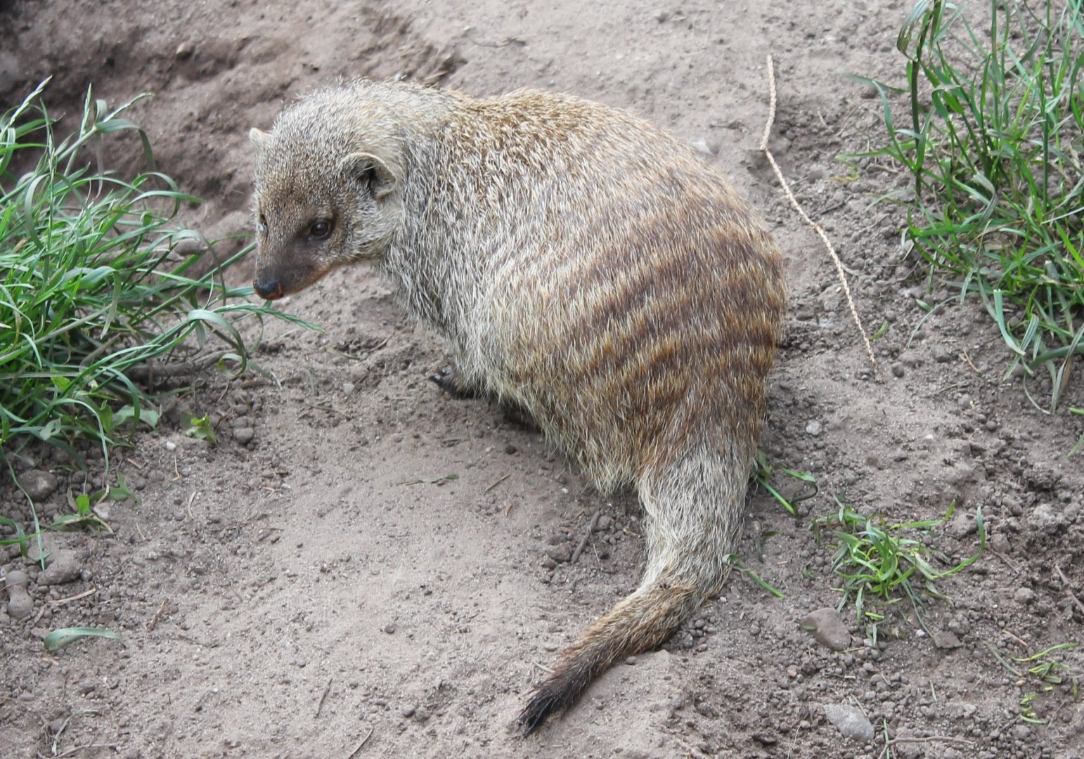 Zebra mongoose