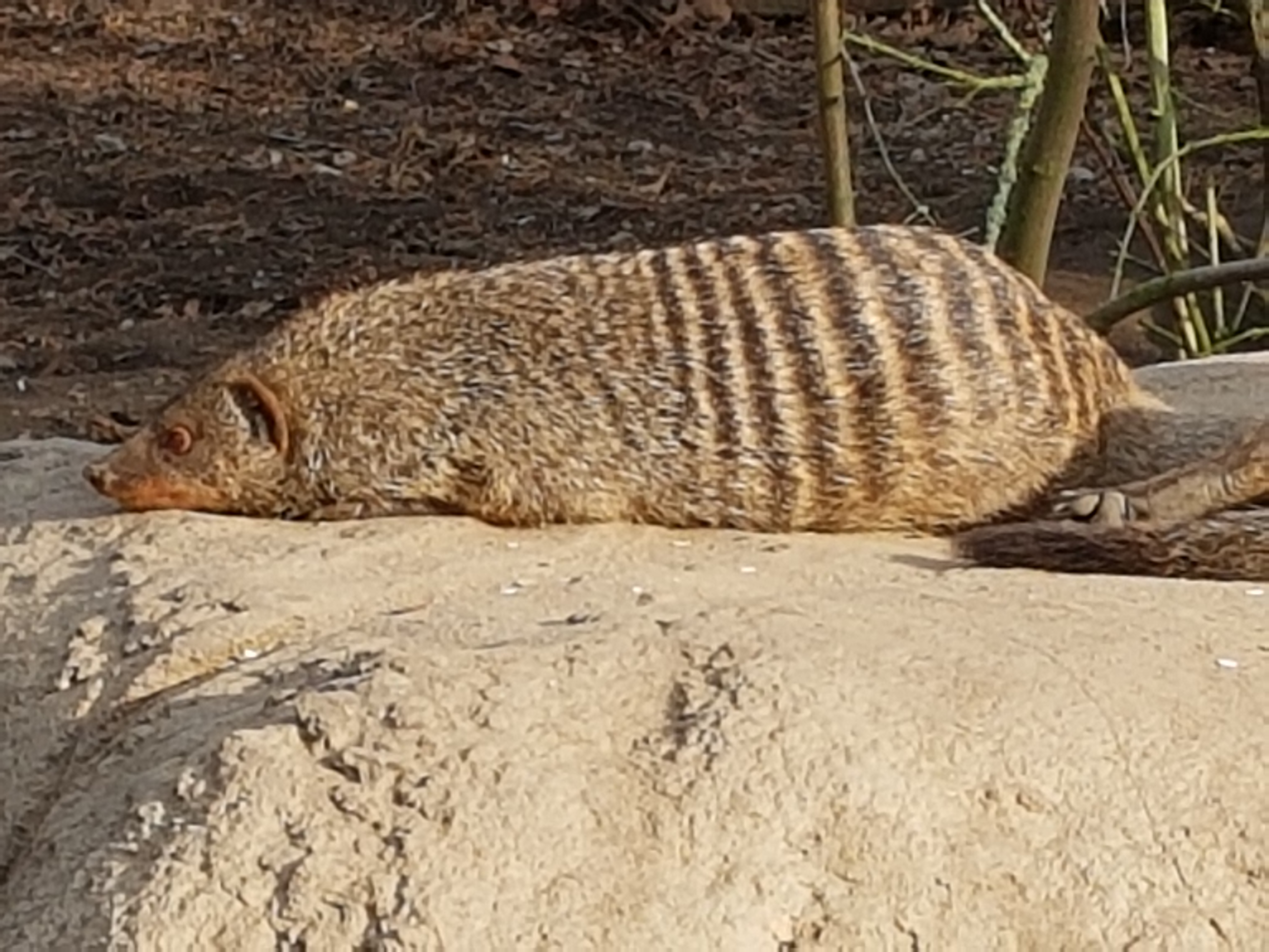 Zebra mongoose