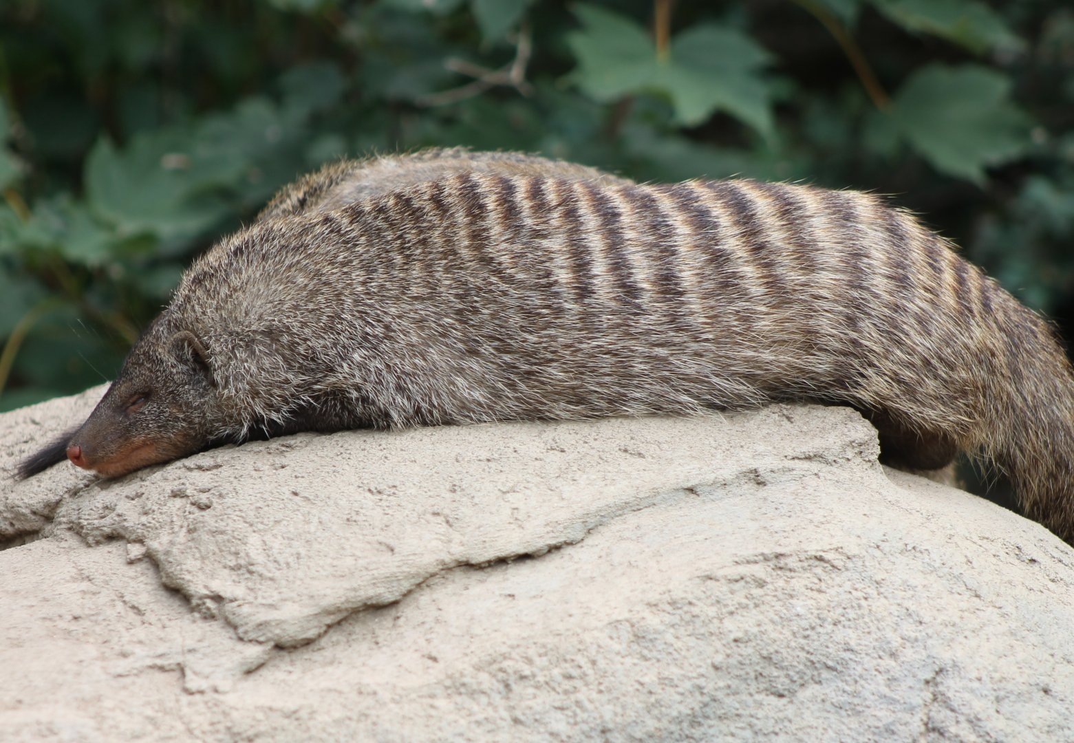 Zebra mongoose