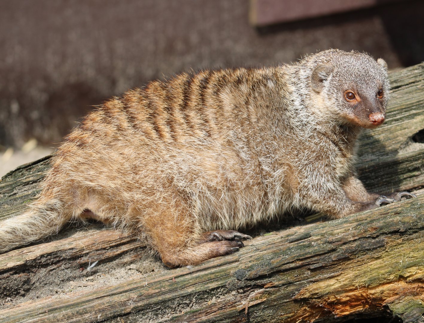 Zebra mongoose