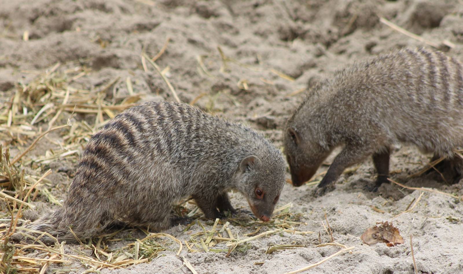 Zebra mongooses