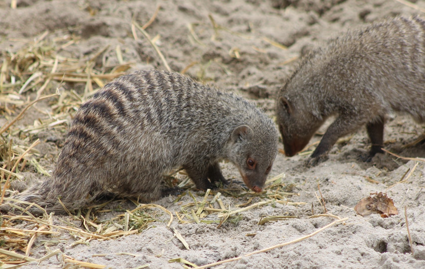 Zebra mongooses