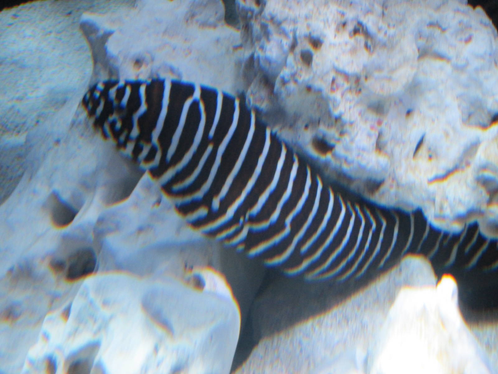 zebra moray acuario inbursa