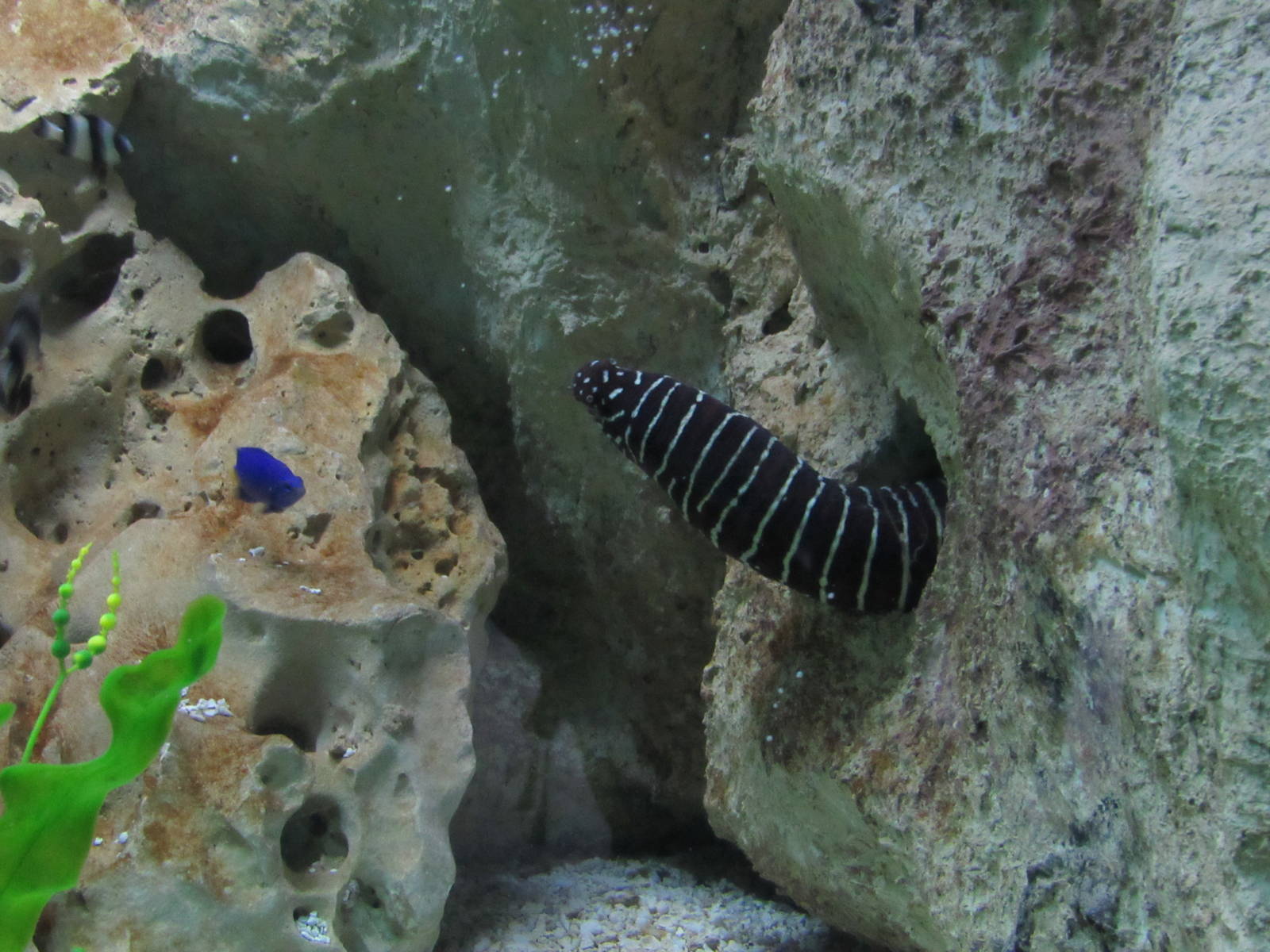 Zebra Moray Eel