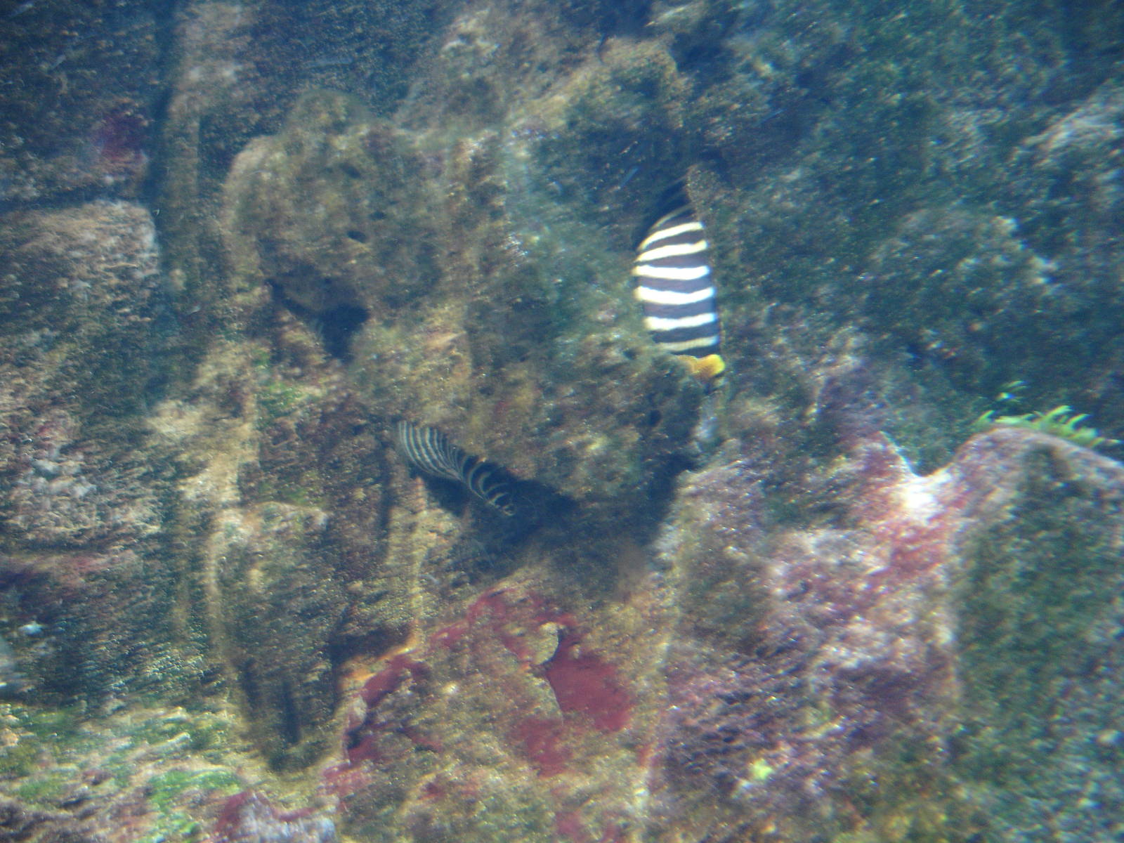 Zebra Moray Eel