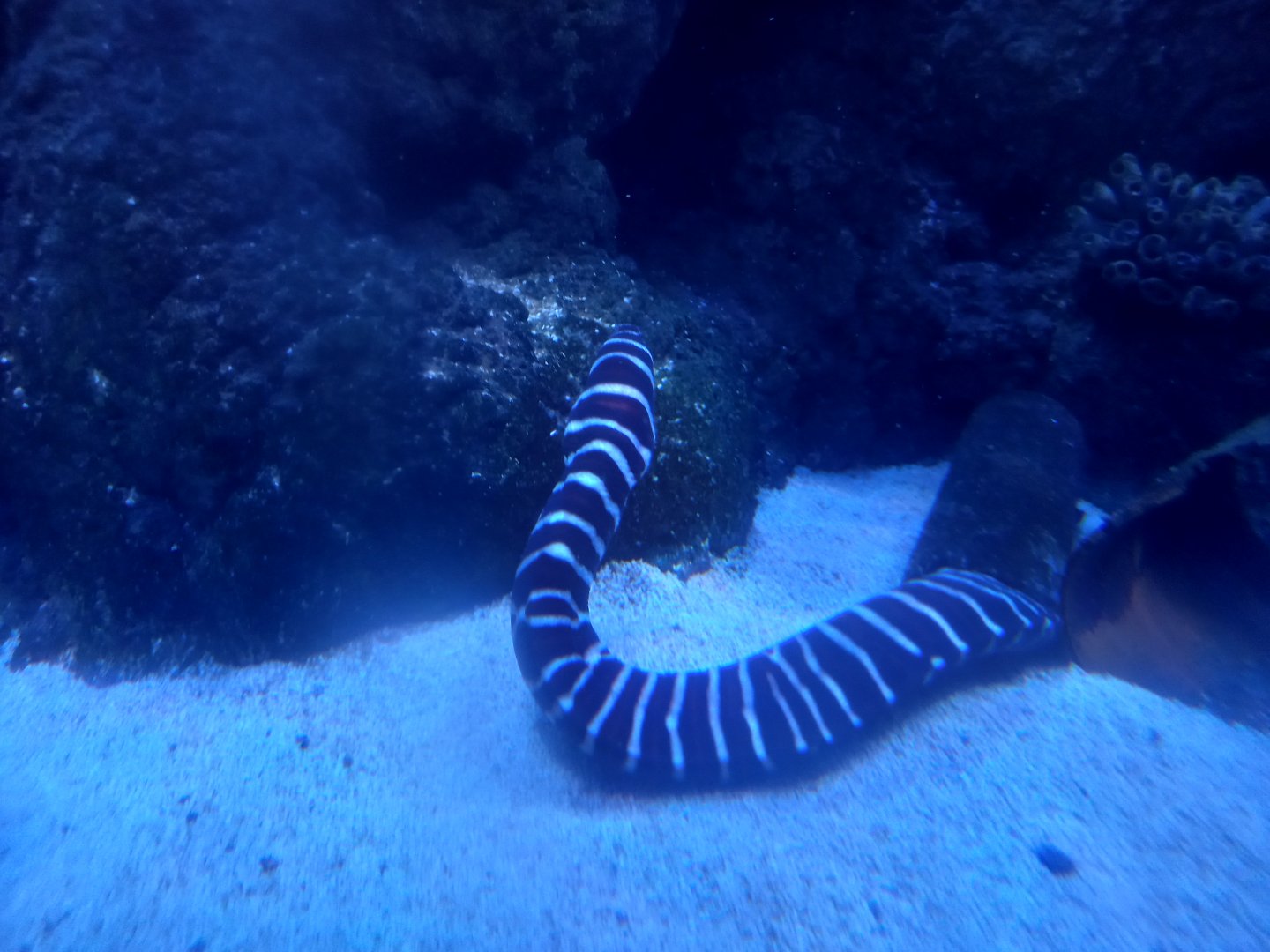 Zebra Moray Eel