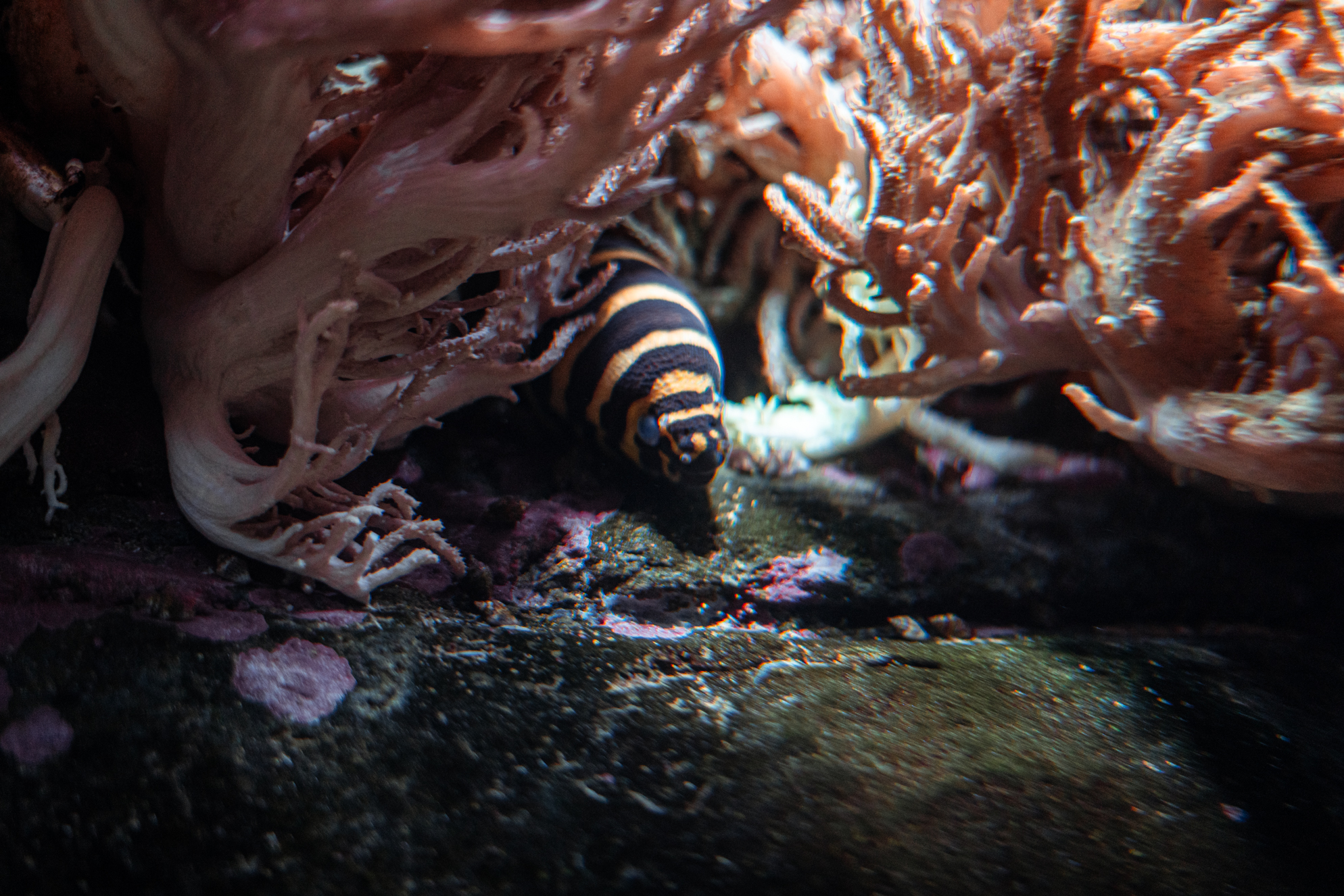 Zebra moray eel