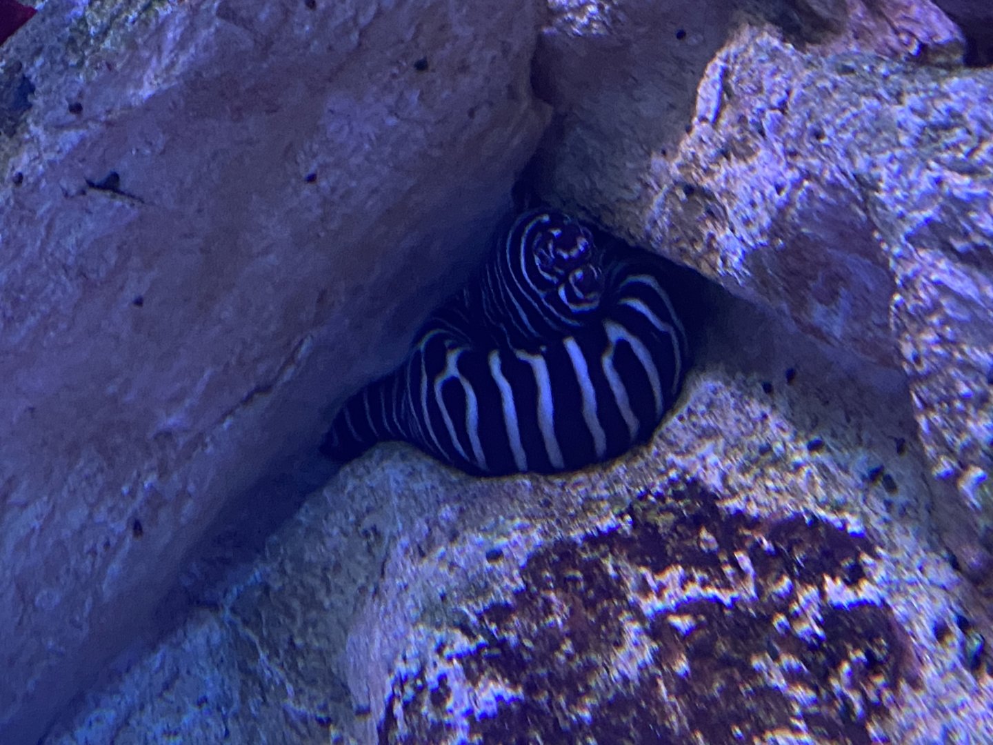 Zebra moray eel
