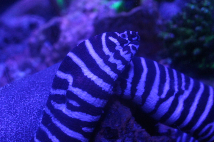 Zebra moray (Gymnomuraena zebra)
