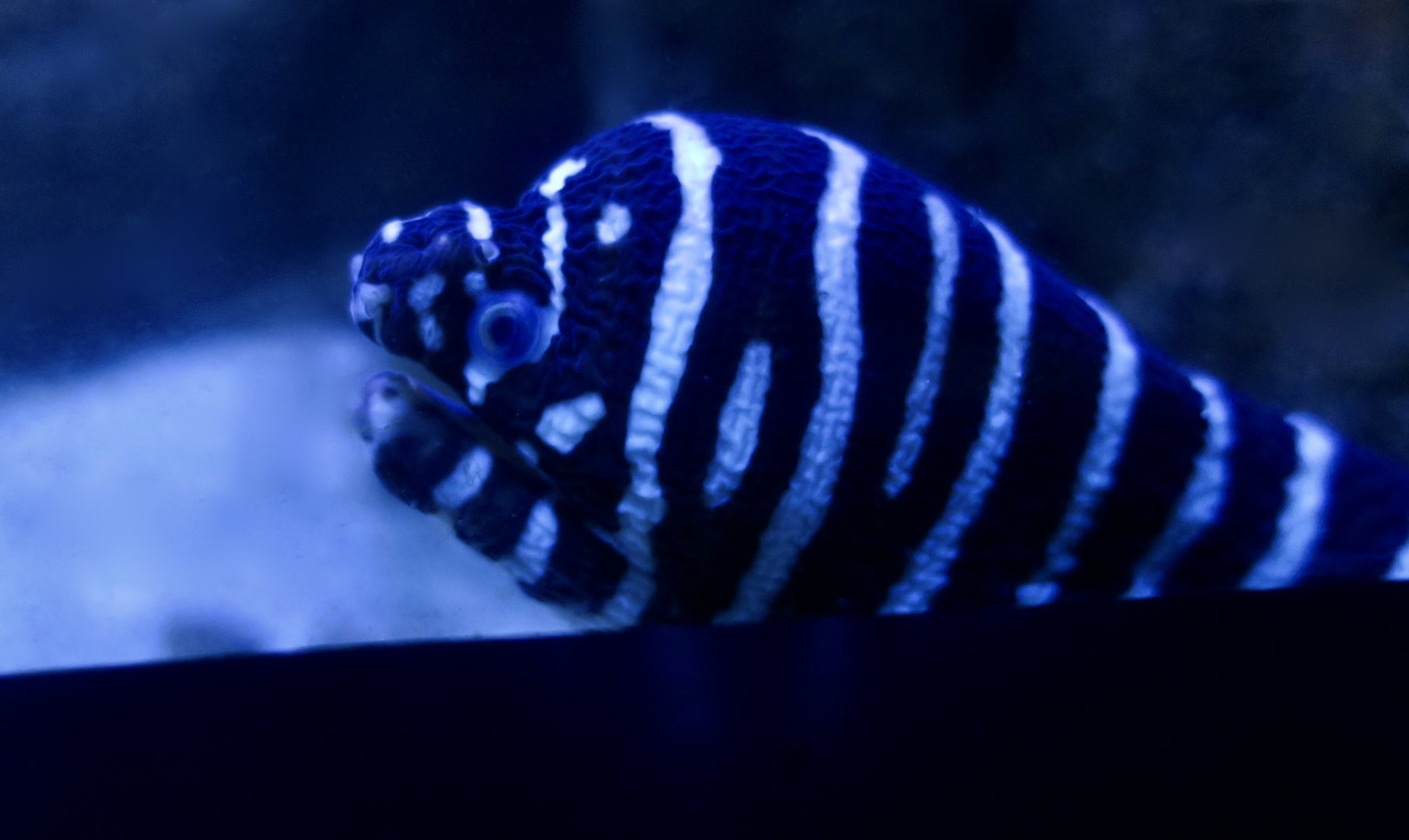 Zebra Moray (Gymnomuraena zebra)