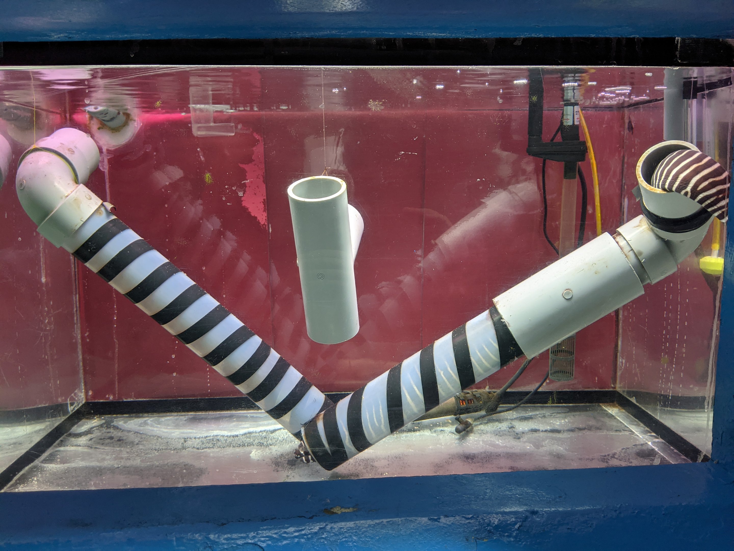 Zebra Moray tank, Wakkanai Aquarium