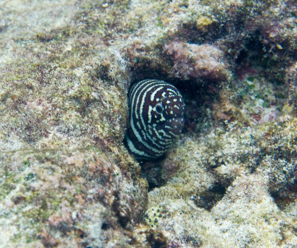 Zebra Moray