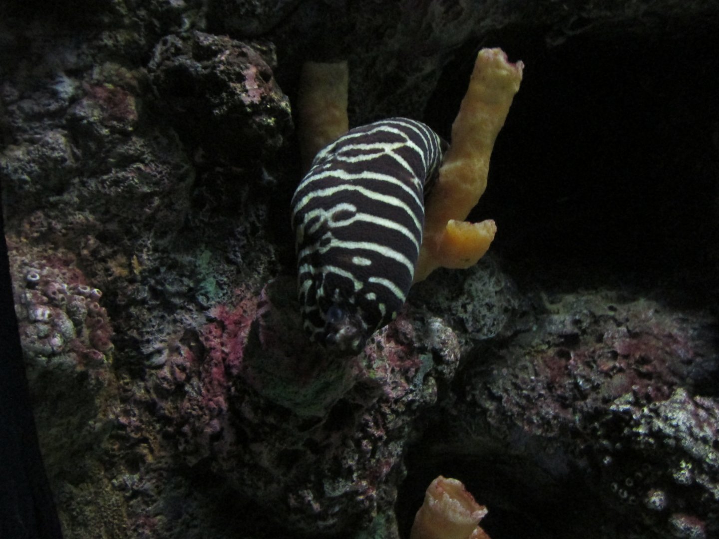 zebra moray